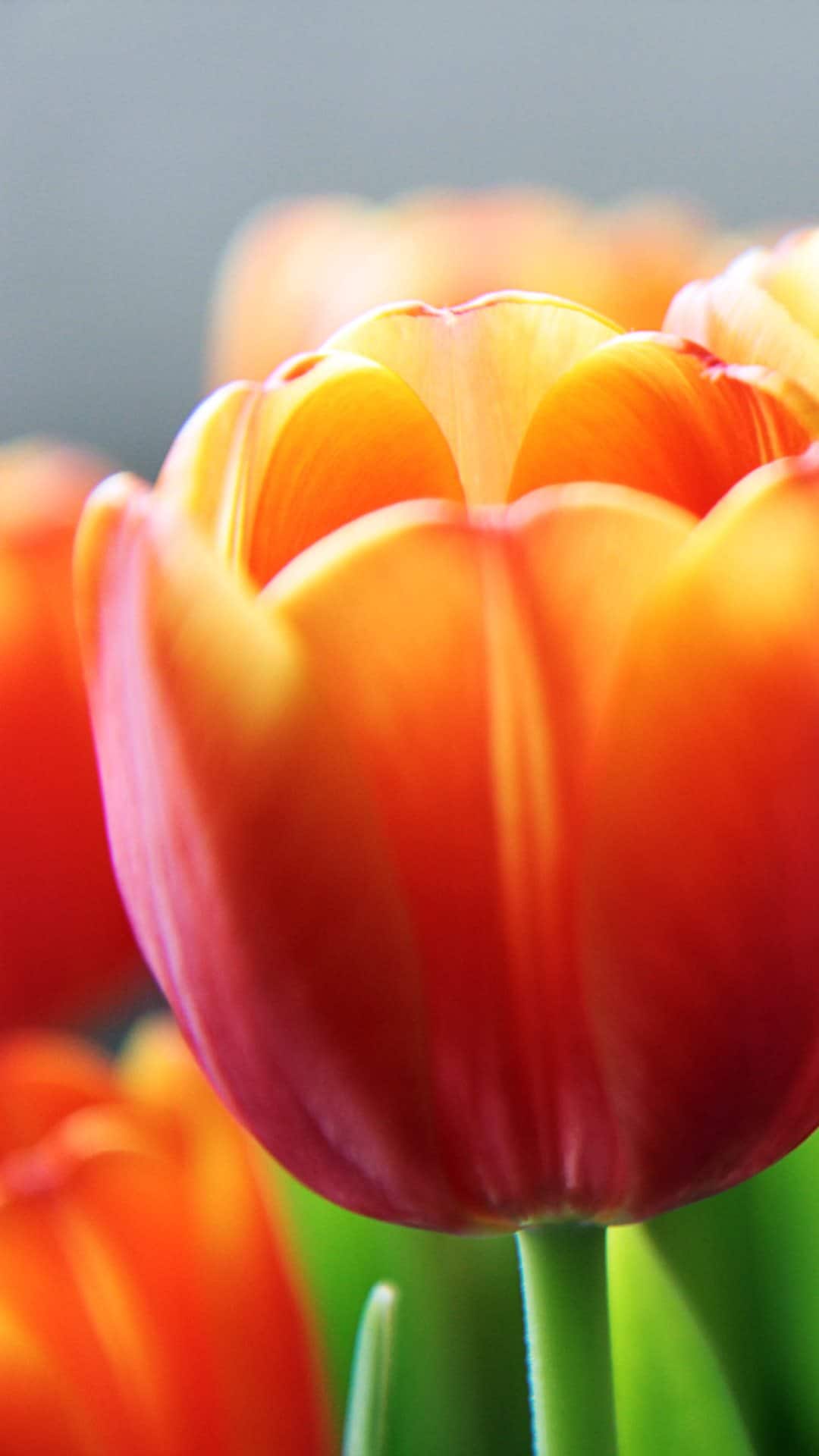 tulip-flower-spring-closeup-android-wallpaper