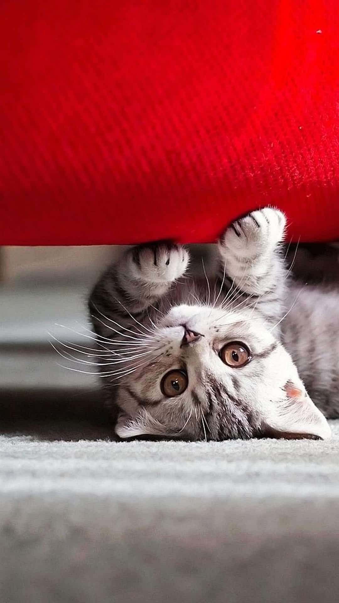iphone-7-gato