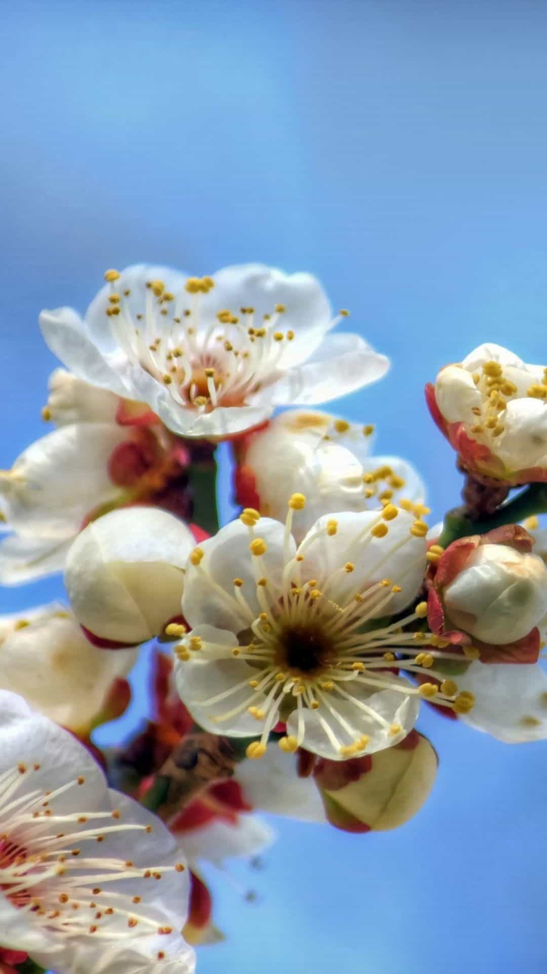 Blooming Cherry Flowers Android Wallpaper