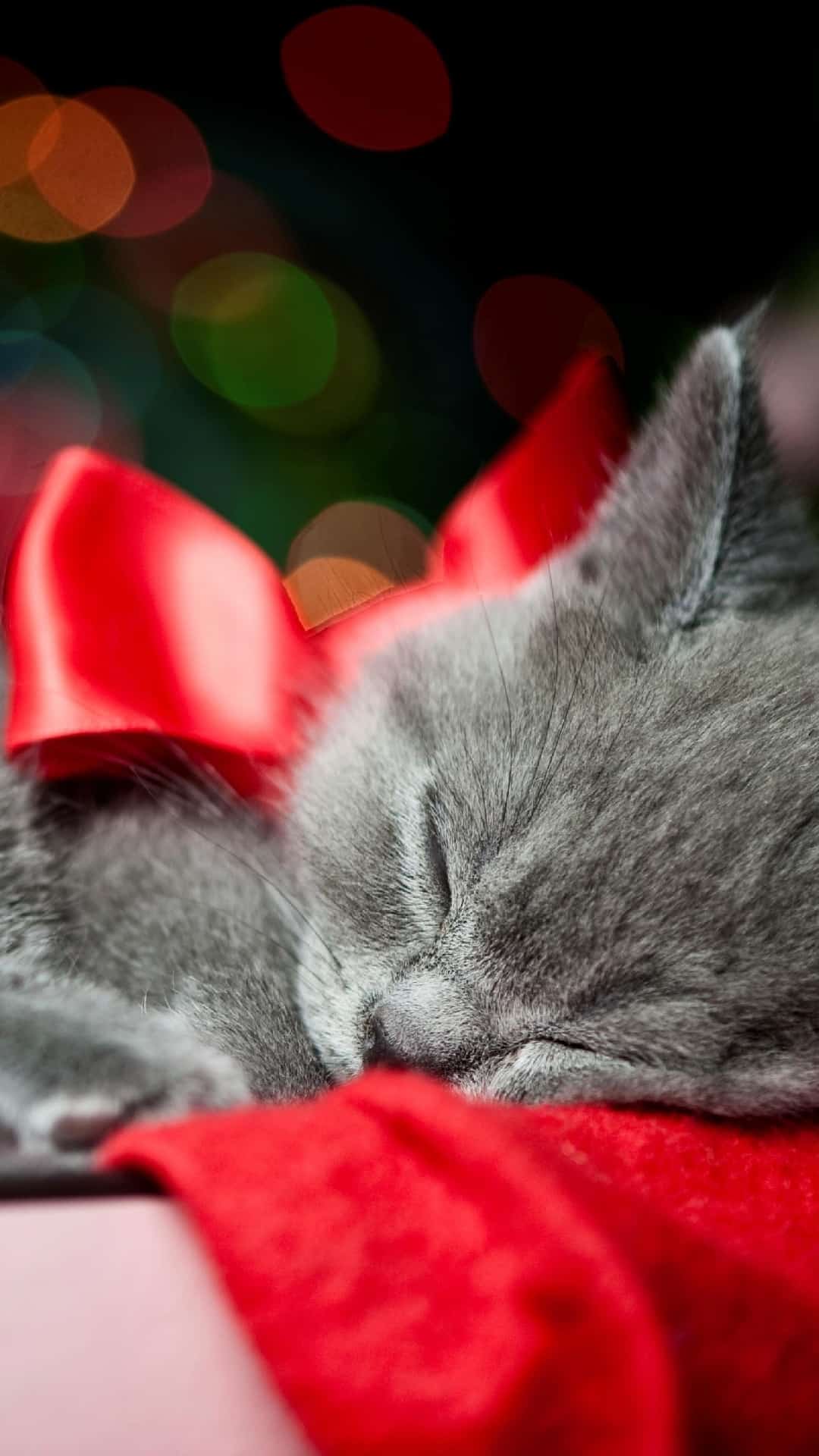 Grey Kitten Red Ribbon Christmas Present Bokeh Android Wallpaper