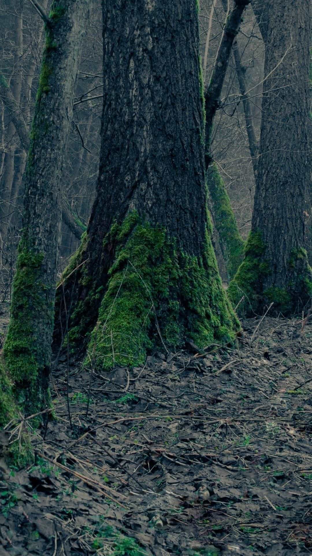 Moss Trees In Forest Android Wallpaper