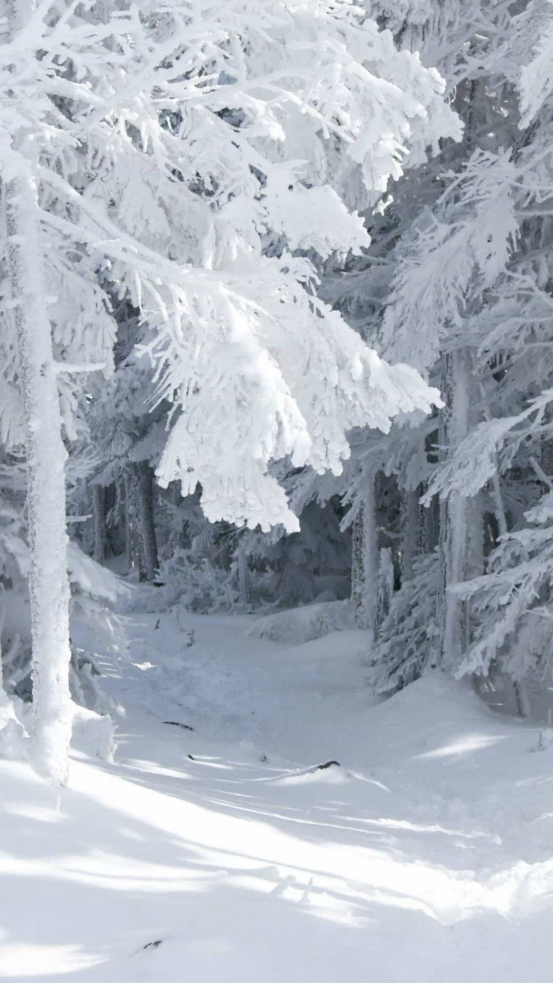 Snow Forest Path Android Wallpaper