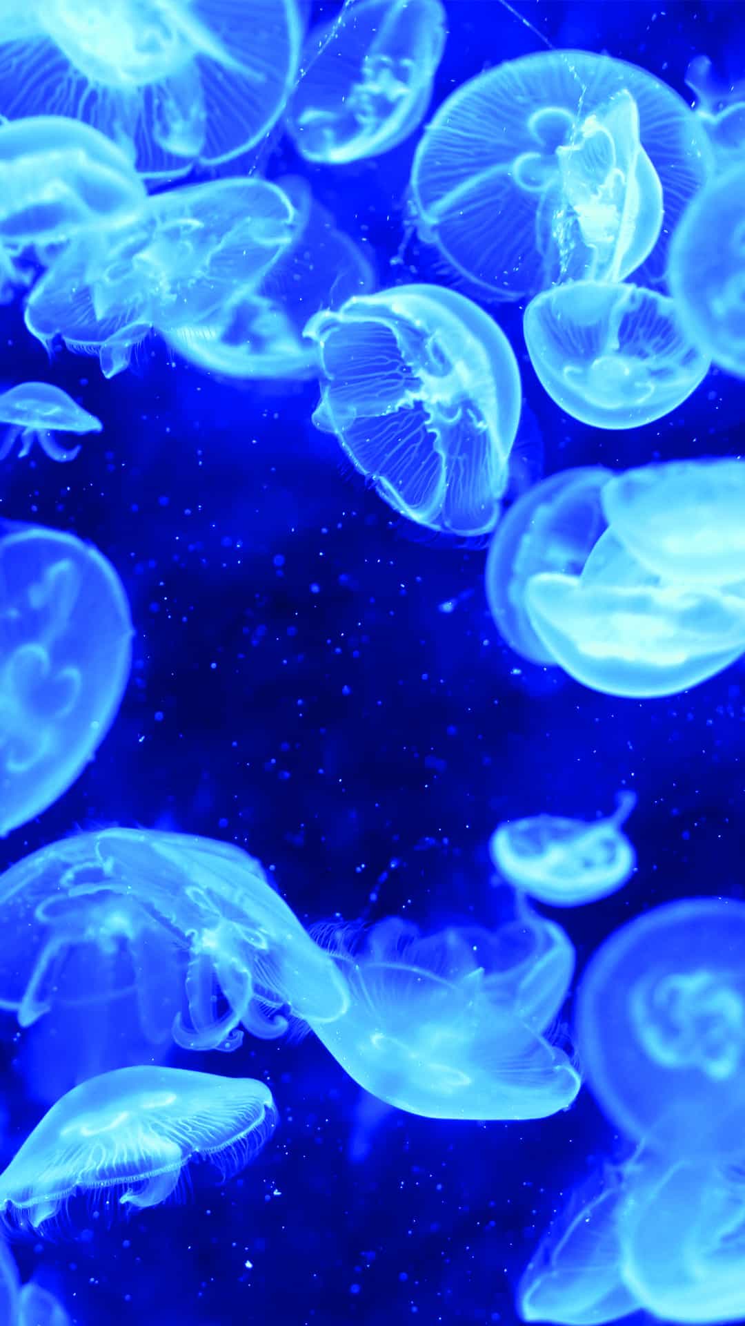 Blue Jellyfish Bioluminescence fondos de pantalla android