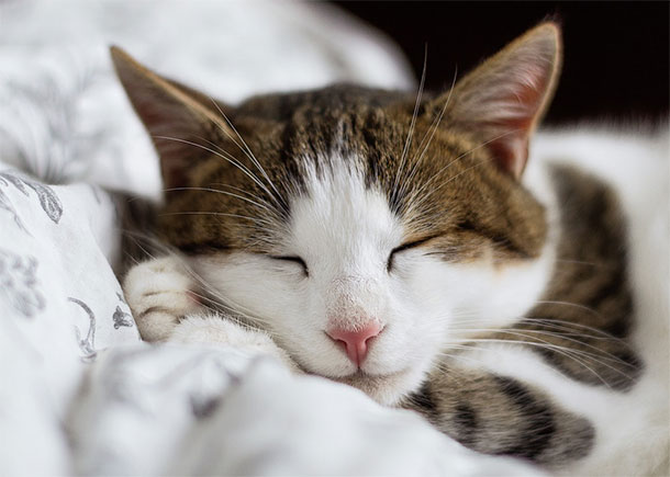ganhar-seguidores-instagram-animais