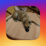 Destaque filtro de cachorro
