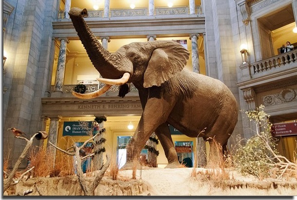 National Museum of Natural History is one of the best virtual museums