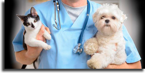 Levar ao veterinário dicas para fazer com o seu pet