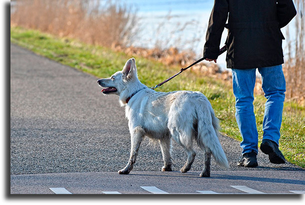 Passeie com o cachorro, se necessário dicas para fazer com o seu pet