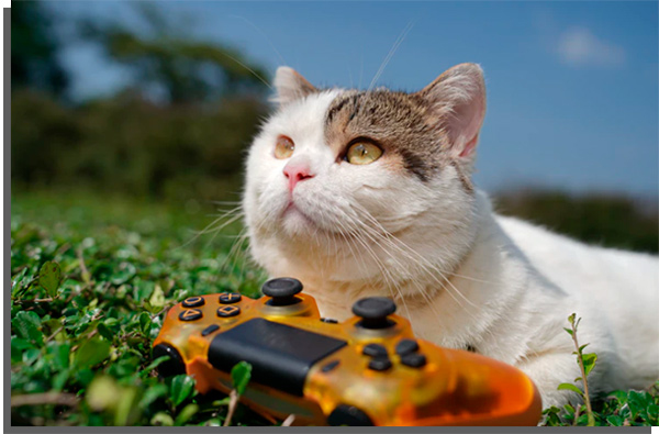 gato jogando videogame
