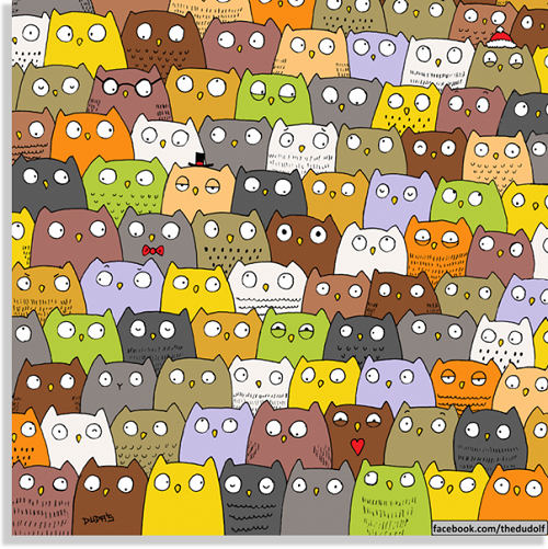 desafio gato whatsapp