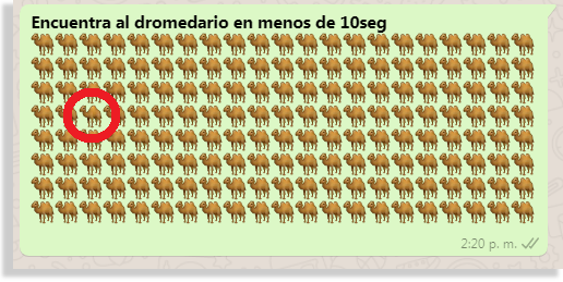 desafío dromedario respuesta whatsapp