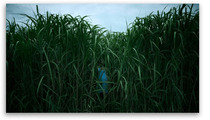 In the tall grass netflix horror movies