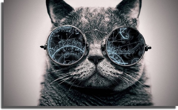 Cat best Windows 10 wallpapers