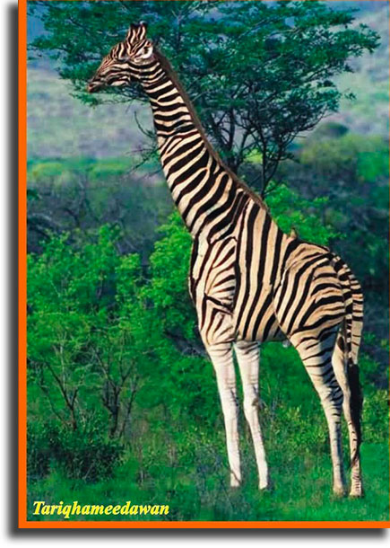 What's wrong with this giraffe? WhatsApp games