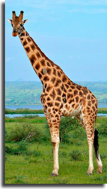 What's wrong with this giraffe? 2 WhatsApp games