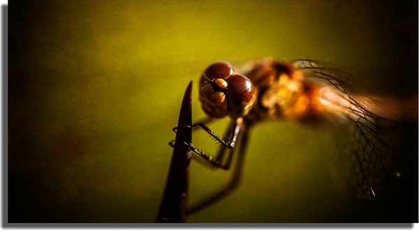 Insect best Windows 10 wallpapers