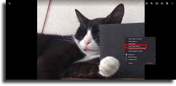 Copy image address remove image background